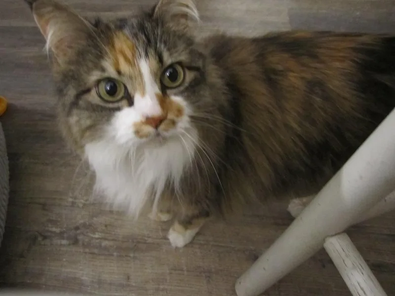 Olive thumbnail 2