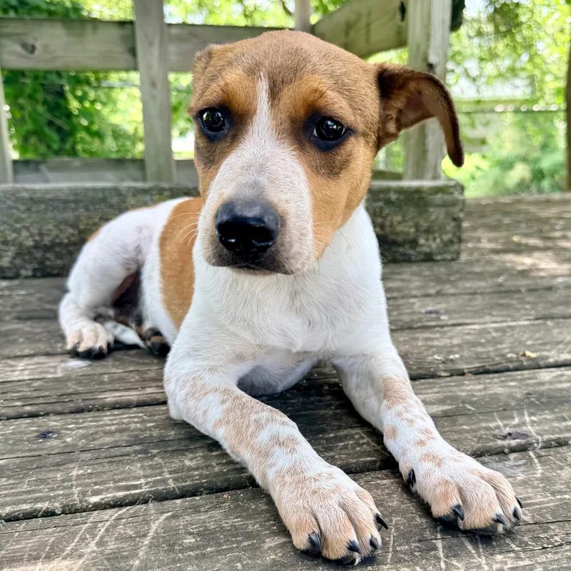 A baby medium-sized male Merle (Red) Australian Cattle Dog / Blue Heeler dog named Scooby for adoption in Albany, MO