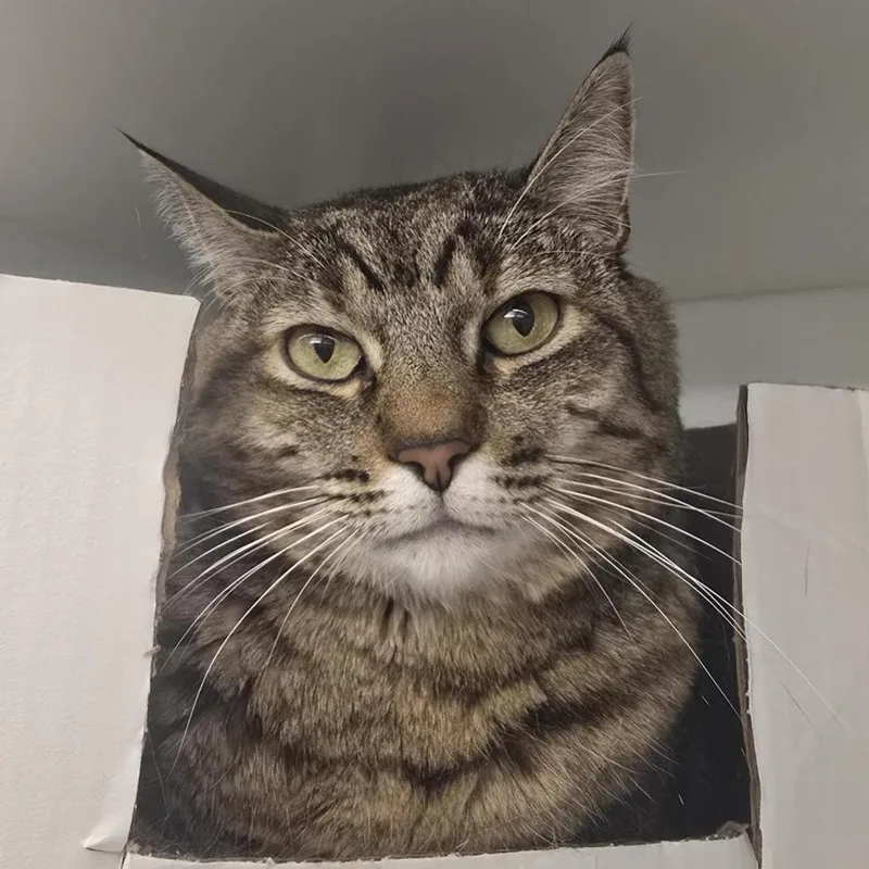 An adult large-sized female Domestic Short Hair cat named Tifa for adoption in Los Angeles, CA