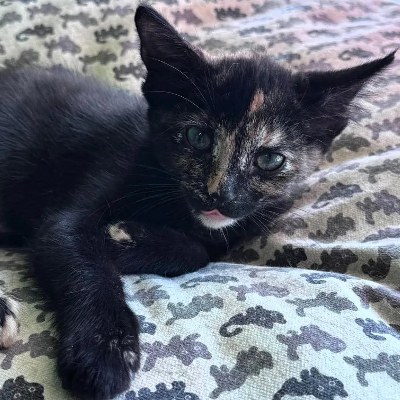 A baby small-sized female Tortoiseshell Domestic Short Hair cat named Vail for adoption in Shawnee, KS