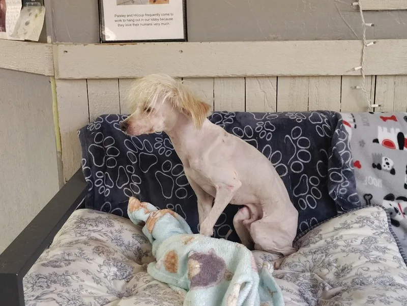 A young medium-sized male Poodle dog named Delbert for adoption in Fort Worth, TX
