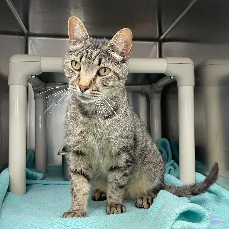An adult medium-sized male Domestic Short Hair cat named Bud for adoption in Roanoke, VA