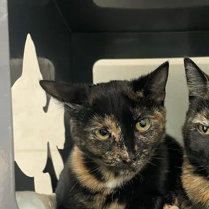 A young medium-sized female Black Domestic Short Hair cat named Cardi B for adoption in Hailey, ID