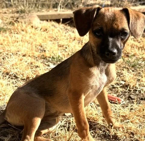 A young small-sized female Chihuahua dog named Hope for adoption in Santa Rosa, CA