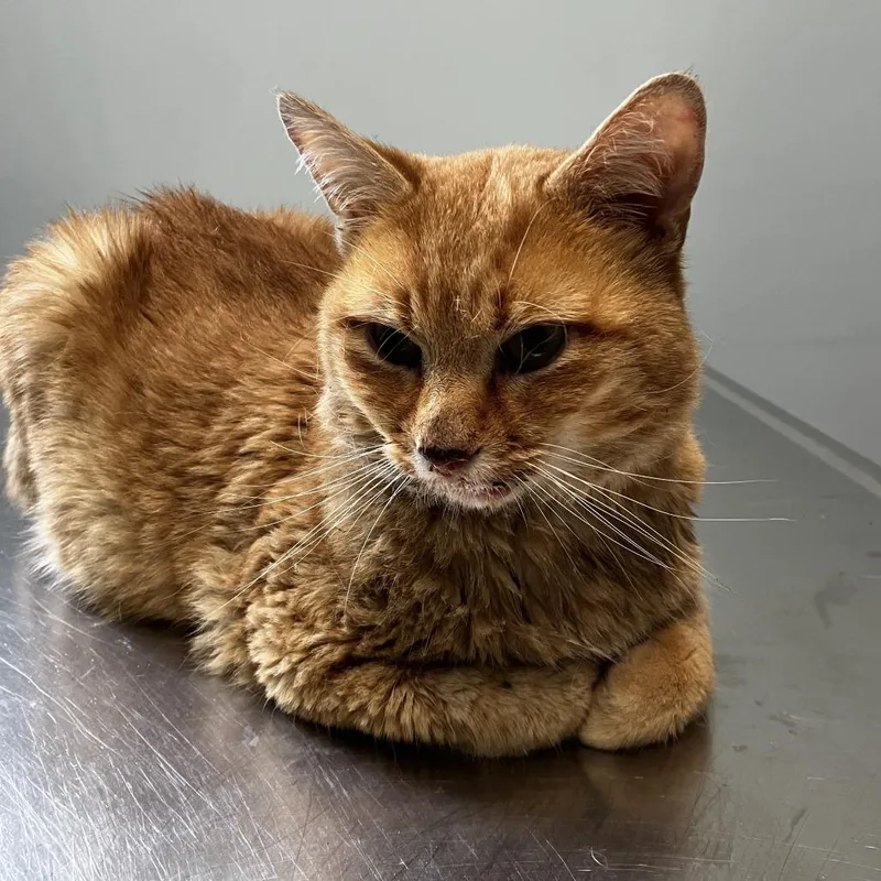 An adult large-sized male Orange / Red Domestic Short Hair cat named Gatocito for adoption in Newark, DE
