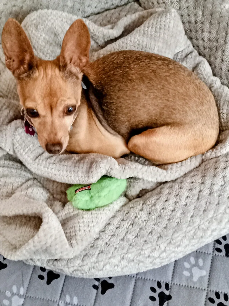 An adult small-sized female Golden Chihuahua dog named Bella Ann for adoption in Albuquerque, NM