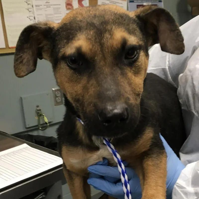 An adult small-sized male Black Shepherd dog named Amigo for adoption in Greenville, SC