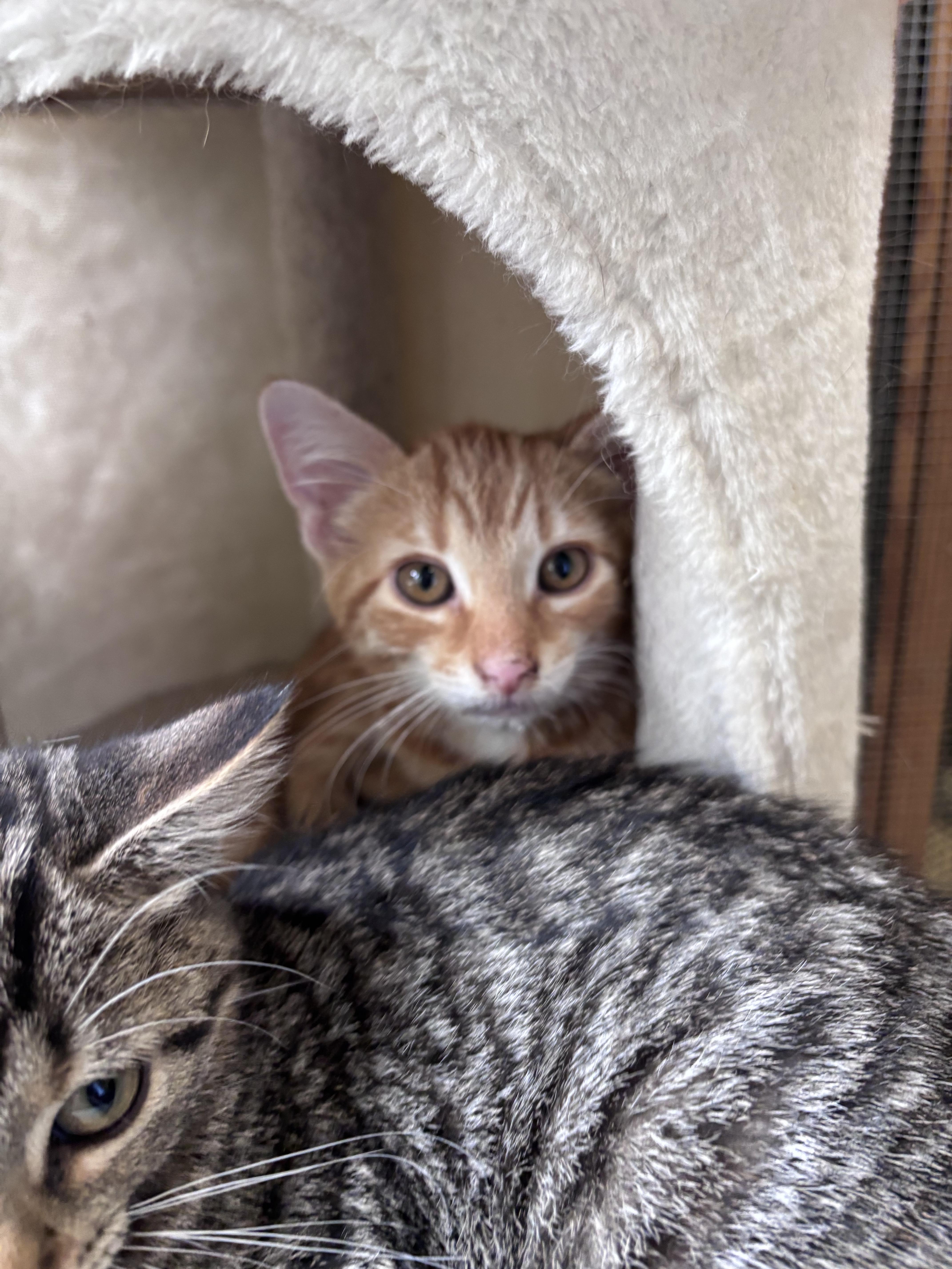 A young small-sized male Domestic Short Hair cat named Travis for adoption in Franklin, IN