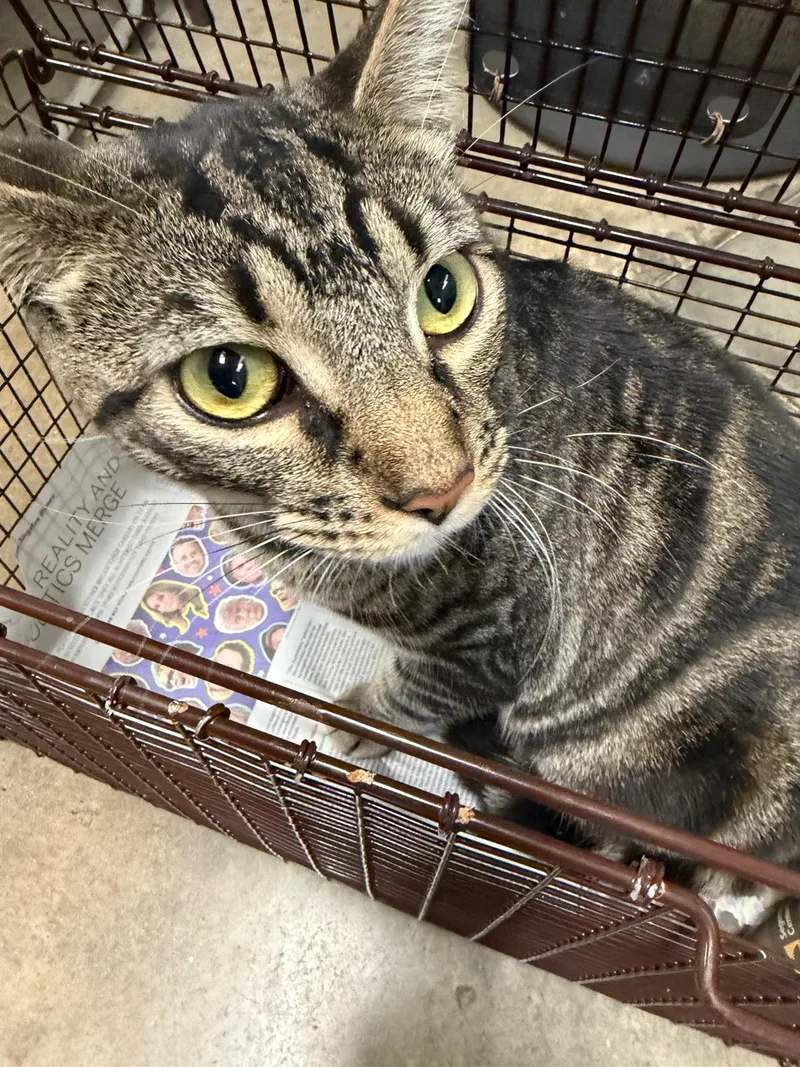 A young large-sized male Domestic Short Hair cat named Taz for adoption in Van Nuys, CA