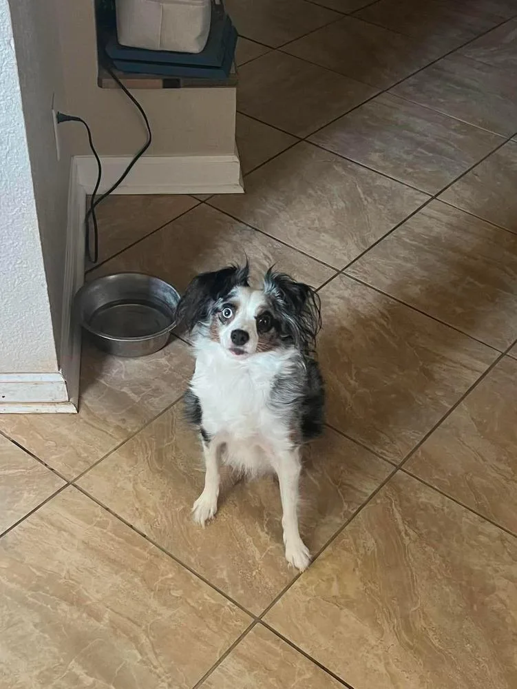 An adult small-sized male Australian Shepherd dog named Dallas for adoption in Aurora, CO