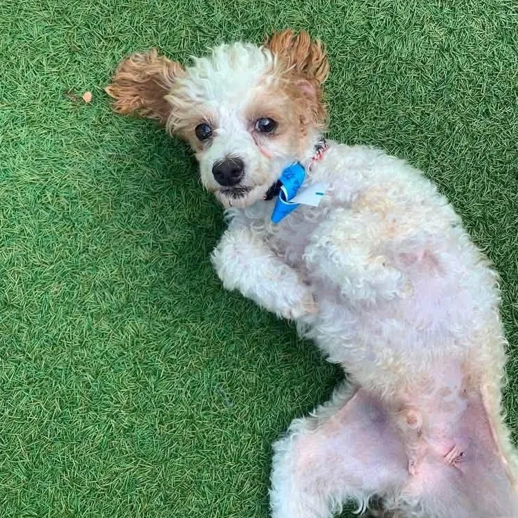 A senior small-sized female Apricot / Beige Poodle (Toy) dog named Rascal Flatt for adoption in Plano, TX