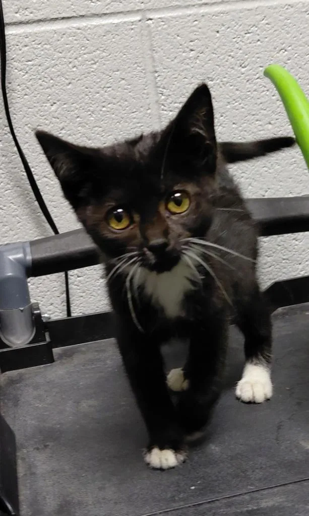 A baby small-sized female Domestic Short Hair cat named Avalon for adoption in Henderson, NC