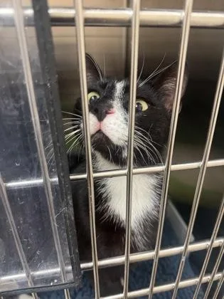 An adult medium-sized female Domestic Short Hair cat named Peanut for adoption in Farmers Branch, TX