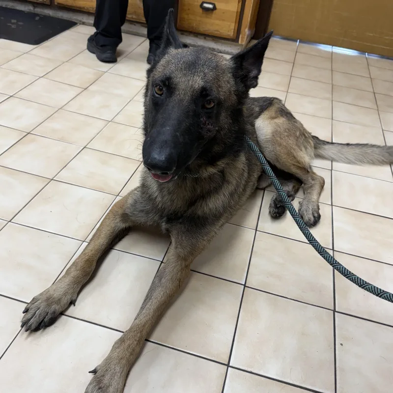A young medium-sized male Bicolor Belgian Shepherd / Malinois dog named Tiro for adoption in tannersville, PA