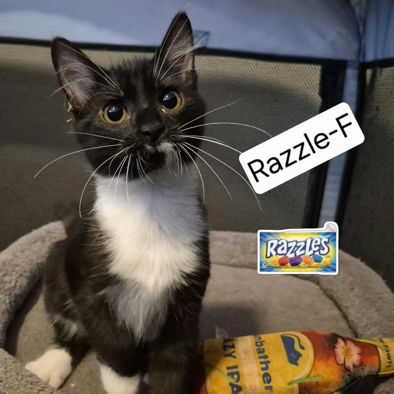Razzle thumbnail 2