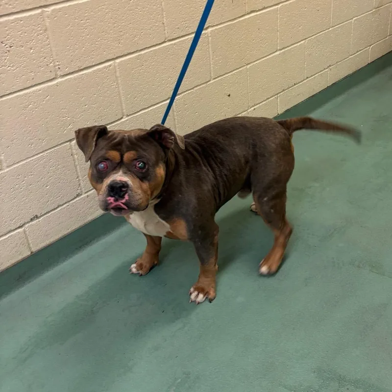 An adult small-sized male Brown / Chocolate Mixed Breed dog named Fetty for adoption in Memphis, TN