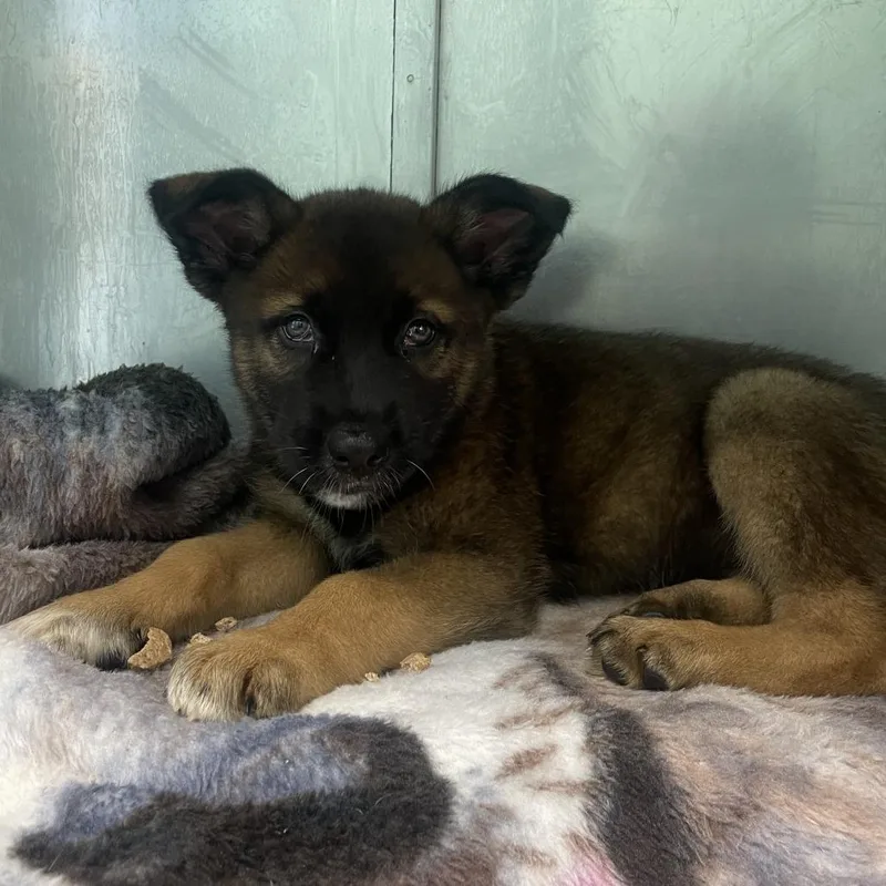 A baby medium-sized male Brown / Chocolate German Shepherd Dog dog named Hunter for adoption in Philadelphia, PA