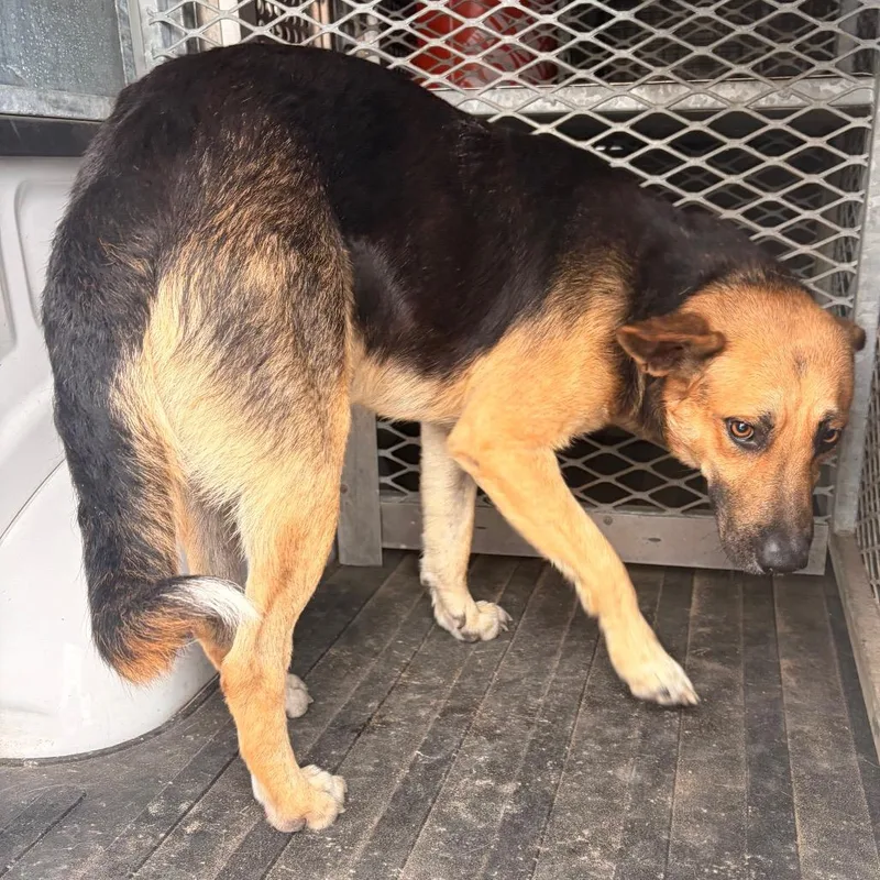 An adult medium-sized male Black Shepherd dog named Wisely for adoption in Edinburg, TX