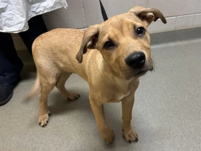 A baby small-sized male Rhodesian Ridgeback dog named Ridger for adoption in Colorado Springs, CO