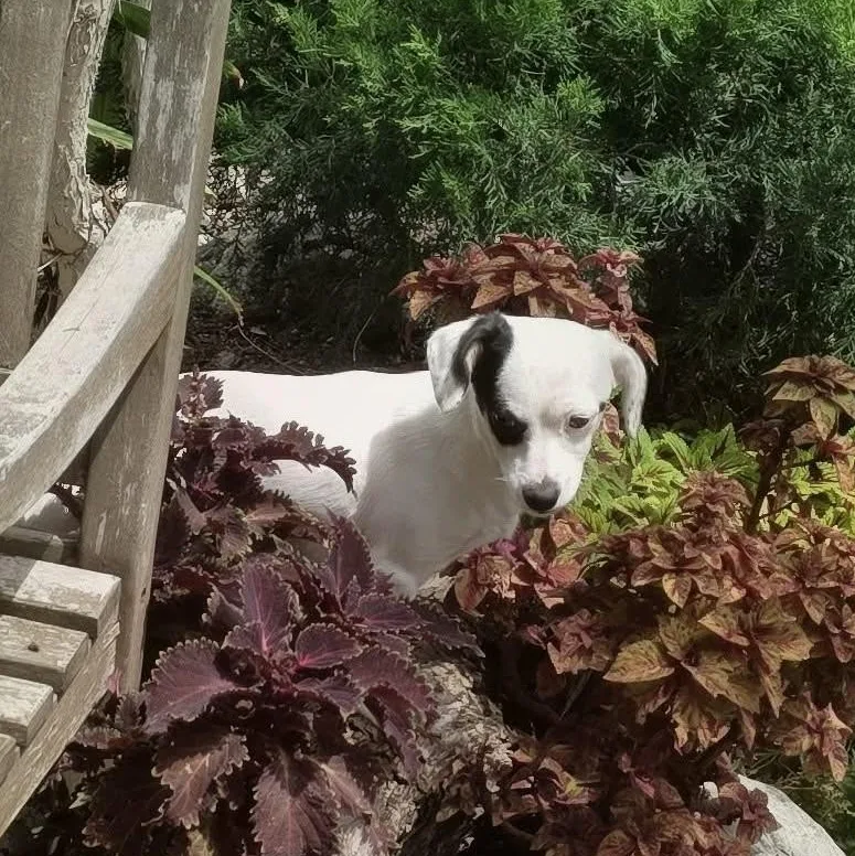 A young small-sized female Black Parson Russell Terrier dog named Flower for adoption in Tarzana, CA