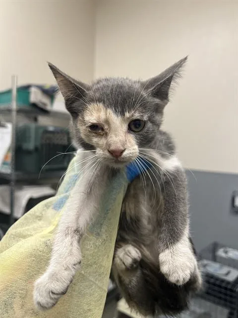A baby small-sized female Domestic Short Hair cat named Holly for adoption in Las Vegas, NV