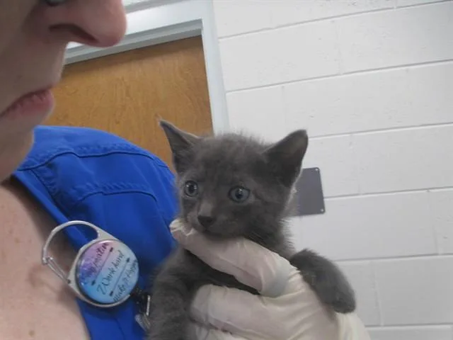 A baby small-sized male Domestic Short Hair cat named Smoke for adoption in Ocala, FL