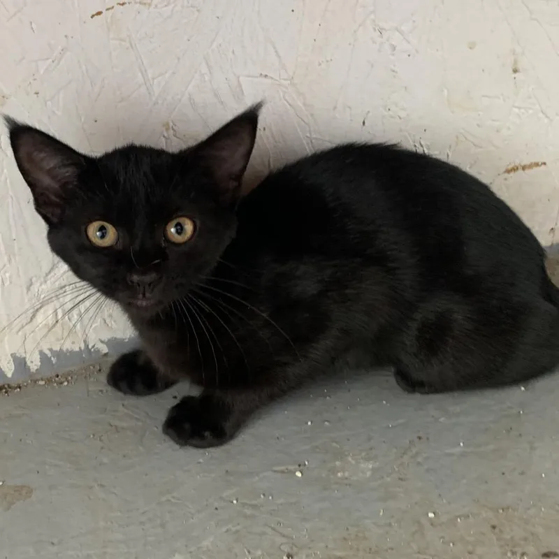A baby small-sized female Black Domestic Short Hair cat named Wild Child Estep for adoption in Woodstock, VA