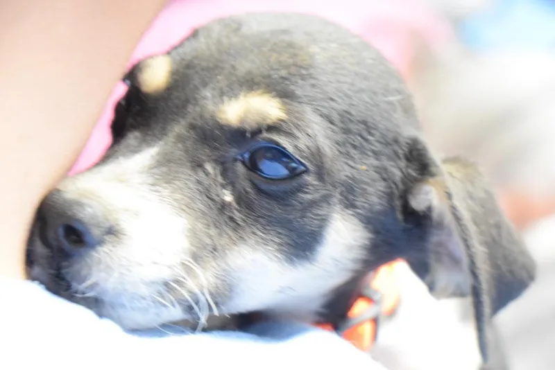 A baby medium-sized male Chihuahua dog named Kado for adoption in Pahrump, NV