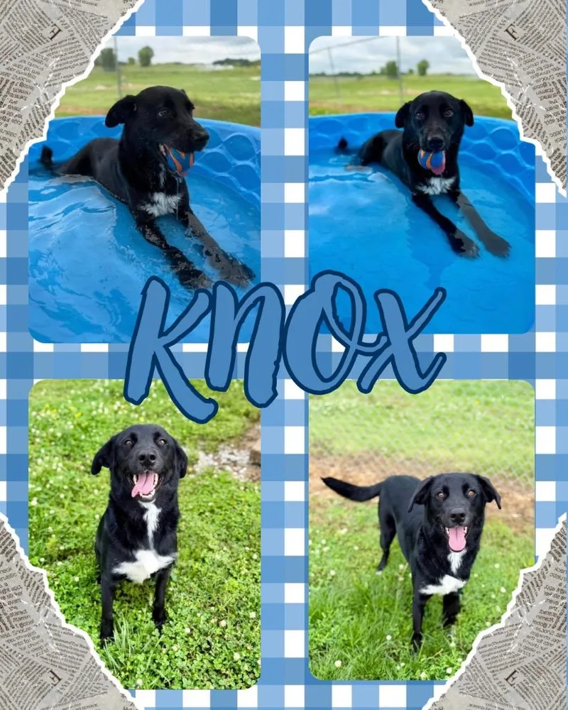 Knox