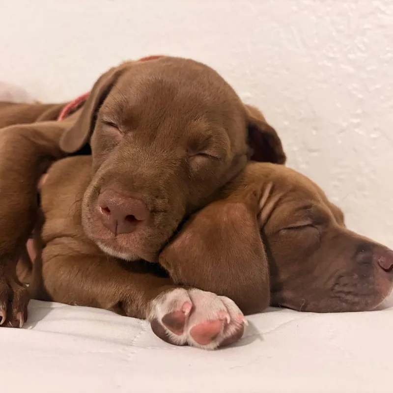 A baby medium-sized female Brown / Chocolate Hound dog named Hestia for adoption in Melrose, FL