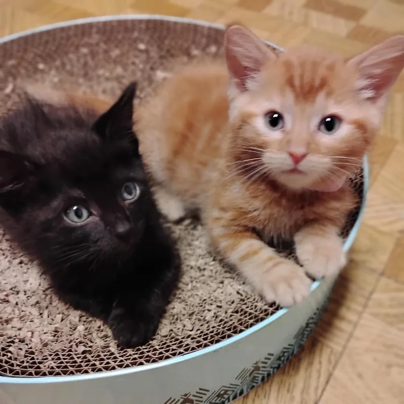 A baby small-sized female Domestic Short Hair cat named Ariel for adoption in Commerce City, CO