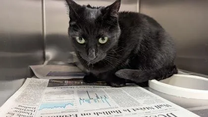 A senior large-sized female Black Domestic Short Hair cat named Nena for adoption in Wichita, KS
