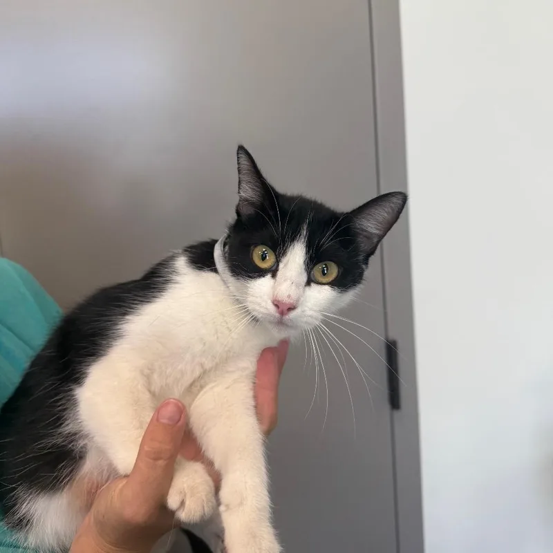 A young medium-sized female Domestic Short Hair cat named Cheese for adoption in Sand Springs, OK