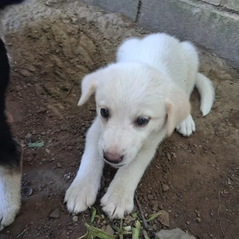 A baby medium-sized female White / Cream Mixed Breed dog named Roux for adoption in Pittsburg, KS