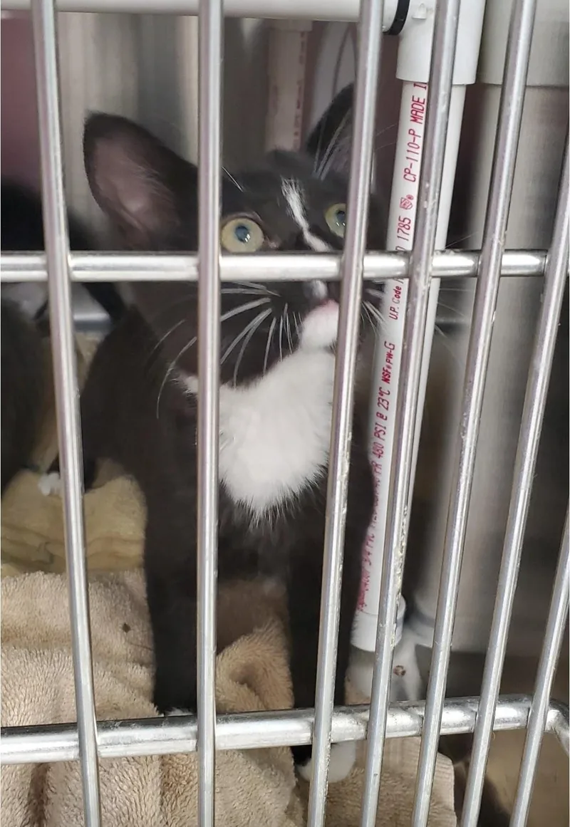 A baby small-sized female Domestic Short Hair cat named Skunk for adoption in Brighton, MI
