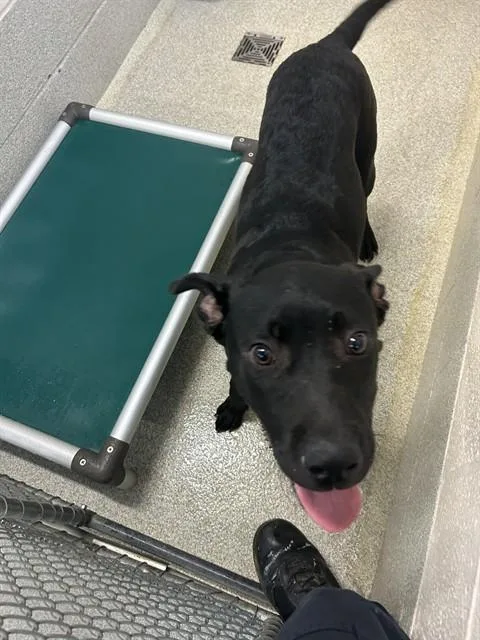 A young medium-sized male Pit Bull Terrier dog named Harold for adoption in Statesville, NC