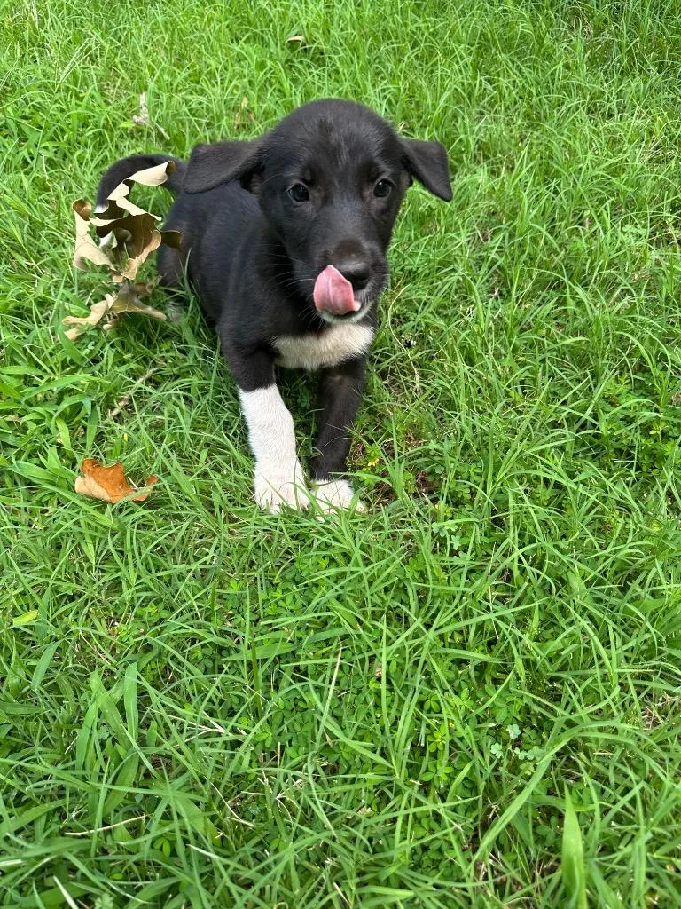 A baby medium-sized female Labrador Retriever dog named Stormy for adoption in Claremore, OK