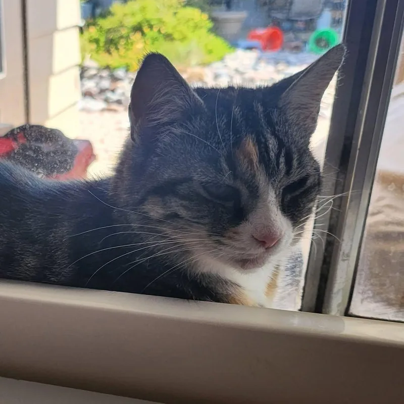 An adult medium-sized female Torbie Domestic Short Hair cat named Liora for adoption in Queen Creek, AZ