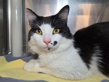 An adult small-sized male Domestic Medium Hair cat named Tiki for adoption in Fairfax, VA