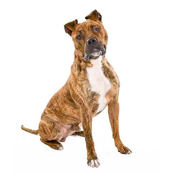 An adult large-sized male Bullmastiff dog named Chaplin for adoption in Des Moines, IA