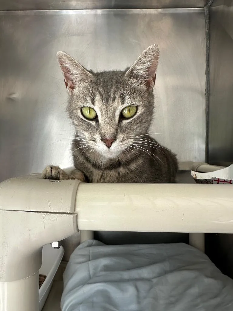 A young medium-sized female Domestic Short Hair cat named Artemisia for adoption in Pomona, NY