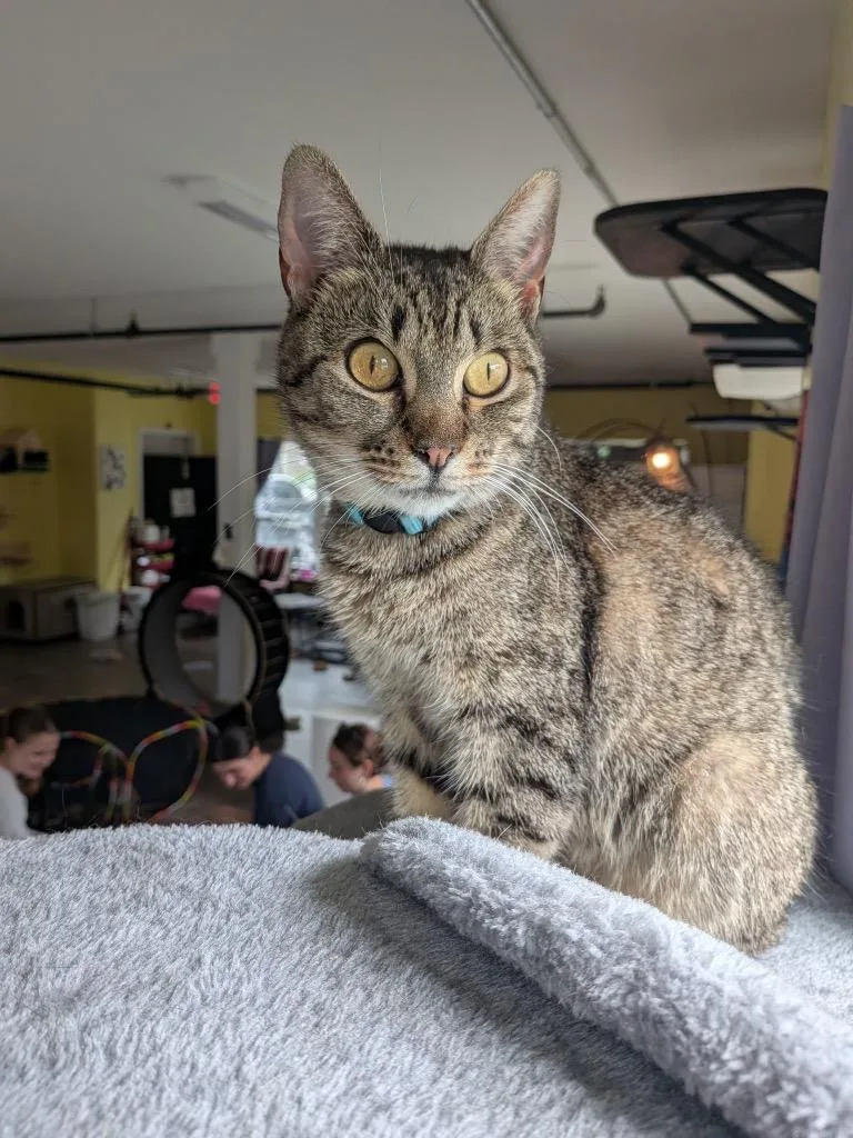 An adult small-sized female Domestic Short Hair cat named Pipeline for adoption in Gorham, ME