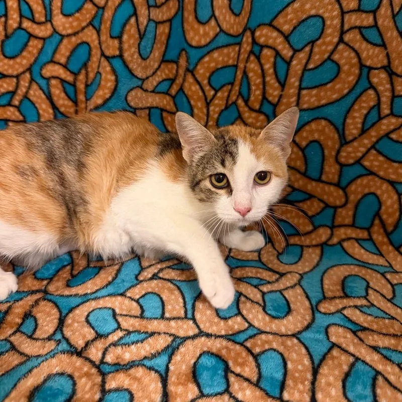 A baby medium-sized female Calico Domestic Short Hair cat named Cherry for adoption in Newberg, OR