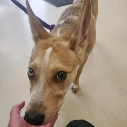 A young small-sized male Fox Terrier dog named Catire for adoption in Baraboo, WI