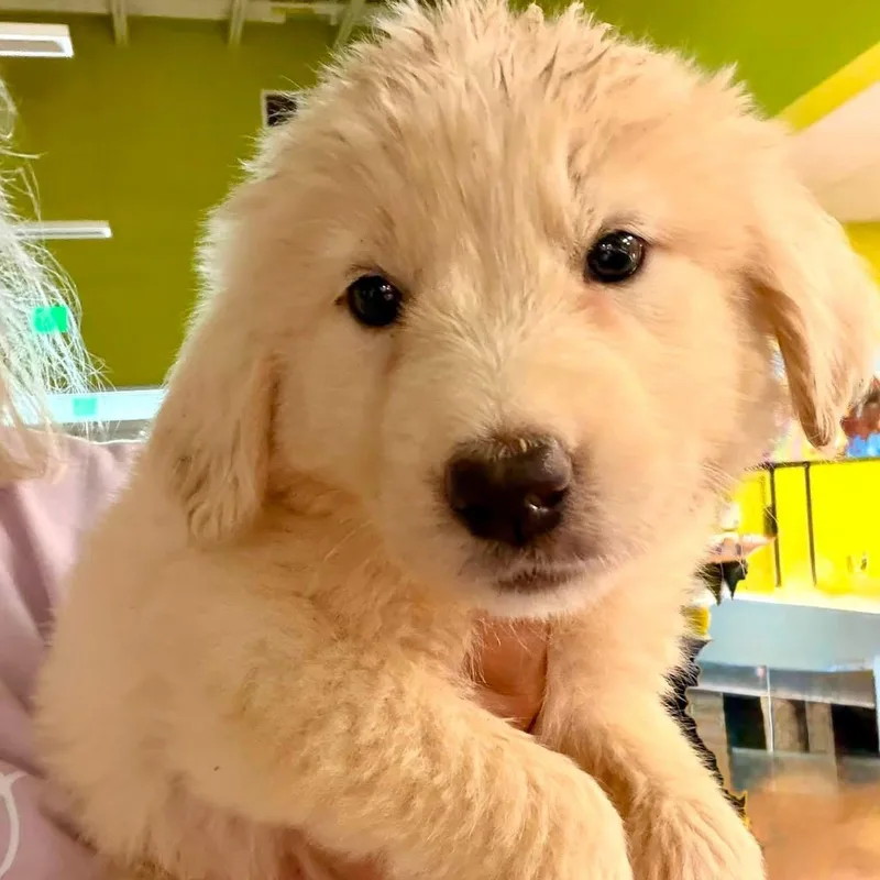 A baby large-sized female White / Cream Great Pyrenees dog named Asia for adoption in Hamilton , NJ
