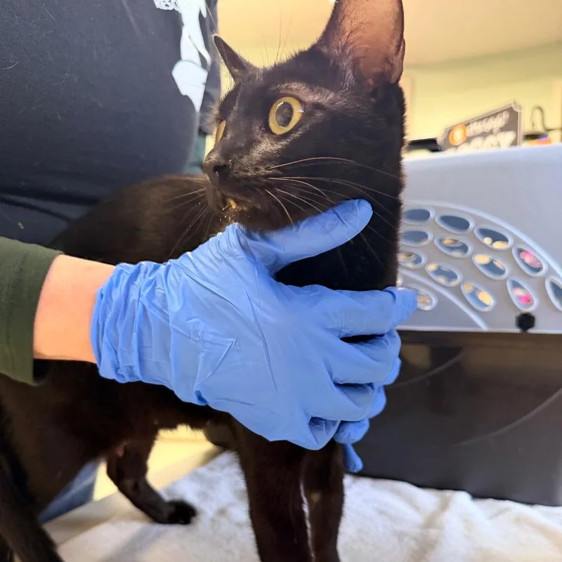 A young medium-sized female Black Domestic Short Hair cat named Mama Noodle for adoption in Mount Juliet, TN
