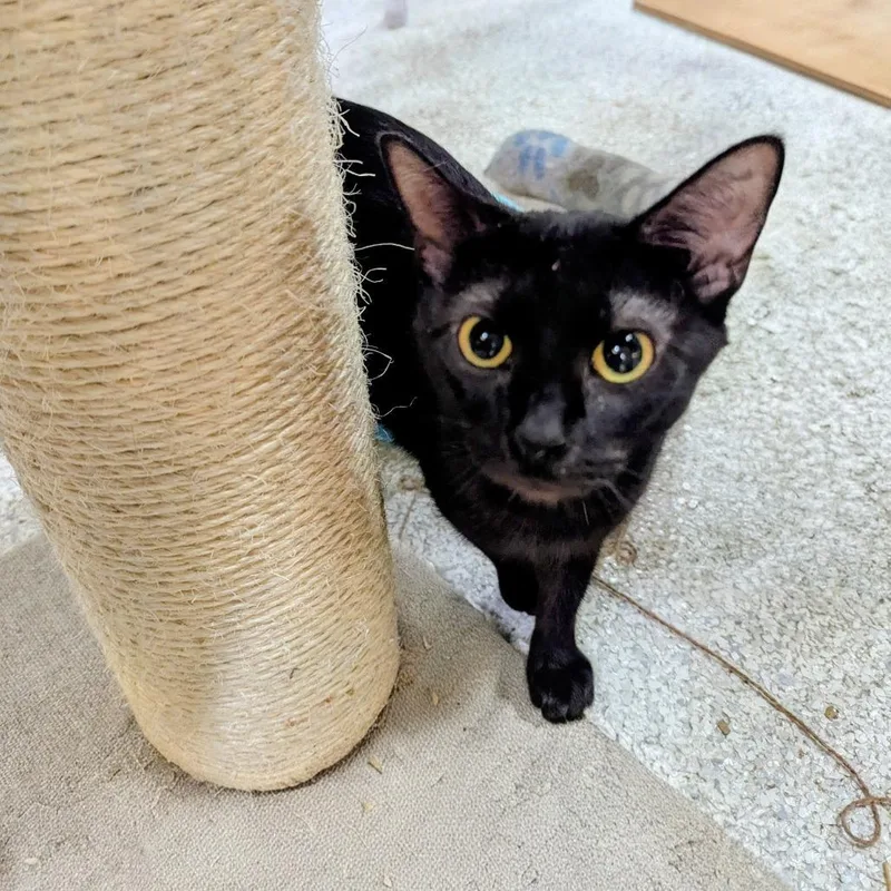 Mama Noodle thumbnail 2