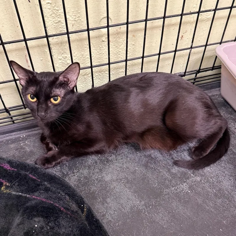 Mama Noodle thumbnail 3