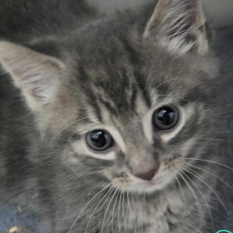 A baby small-sized male Domestic Long Hair cat named Percy for adoption in Glenfield, NY