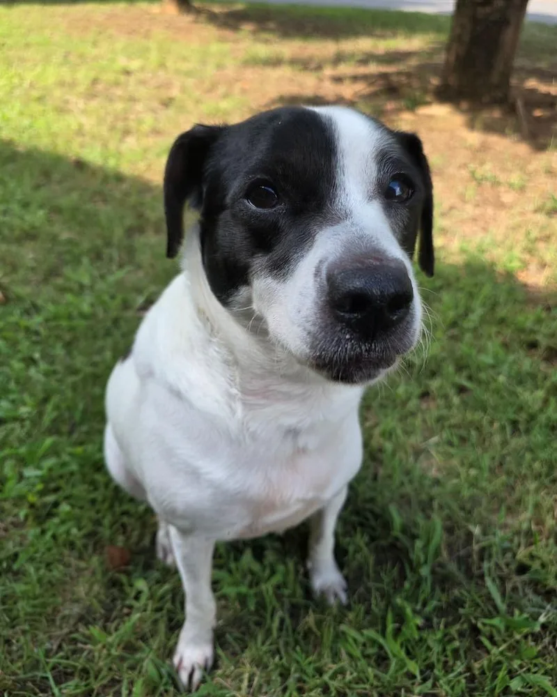 An adult medium-sized male Mixed Breed dog named Piggly Wiggly for adoption in Fort Mill, SC